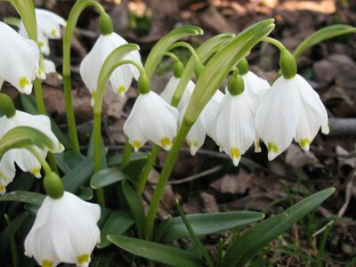 Які однорічники зацвітають найпершими: квіти милуватимуть око через 3-4 тижні після садіння