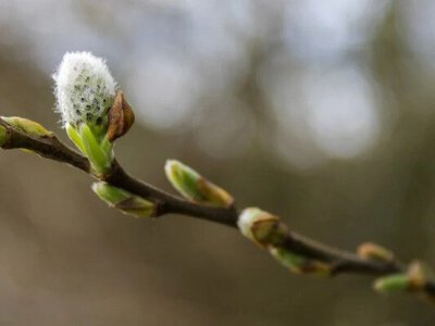 Весна на паузі: до України йде похолодання — синоптикиня попередила про зміну погоди в Україні