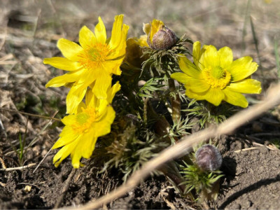 У Нацпарку Кам’янська Січ на Херсонщині розквітли крокуси й горицвіти