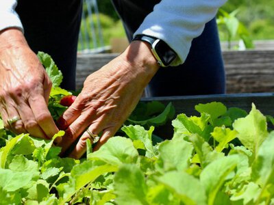 Сад для зайнятих: які овочі гарантовано дадуть урожай на Дніпропетровщині при мінімальному догляді