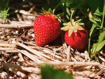 Як доглядати за полуницею навесні: прості поради для гарного врожаю