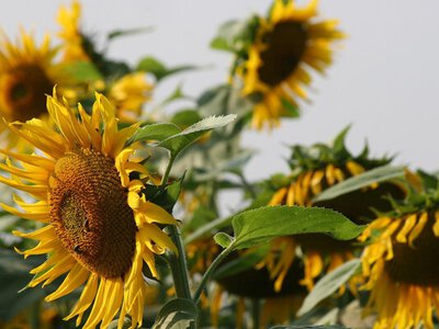 В Україні дорожчає соняшник: у чому причина
