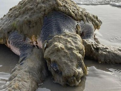 У США рятують найрідкіснішу морську черепаху у світі