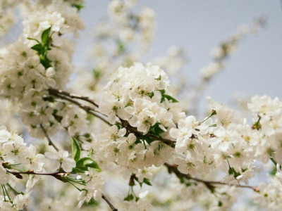 Як розпізнати сезонну алергію та не сплутати її з нежитем