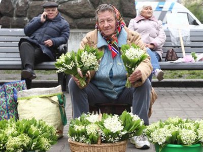 Українців застерігають не нищити первоцвітів. Що загрожує в разі порушення