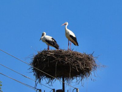 Весна для птахів: які види вже повертаються в Україну та як на них вплинула зима