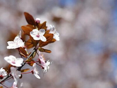 Синоптик назвав дату, коли до України повернеться інтенсивне весняне тепло 