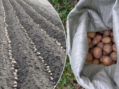 У березні залишилося мало “вдалих” днів для посадки картоплі, але якщо встигнути – бульба завалить урожаєм