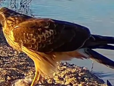 Національний парк “Тузлівські лимани” став раєм для рідкісних птахів і тварин