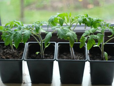 Розсада томатів і перцю в теплиці: практичний досвід господарів