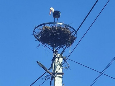 Лелеки обживають нові домівки: енергетики облаштовують безпечні гнізда