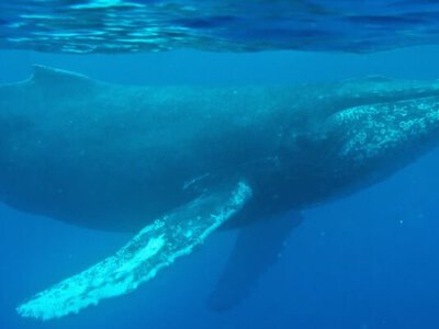 Голос із глибини часу: вчені розкрили таємниці співу китів