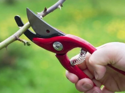 Які дерева та кущі не варто обрізати навесні: поради досвіченого садівника