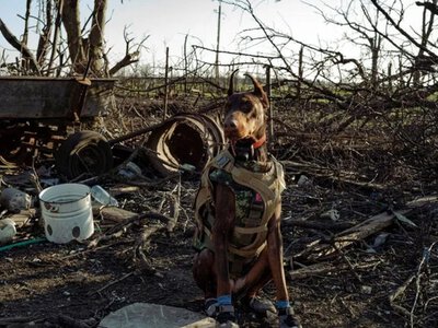 Померла доберман Ханна – легендарна собака, яка врятувала понад 170 людей