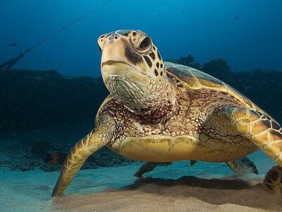 Пластик замість піску: як морські черепахи мимоволі змінюють геологію Землі