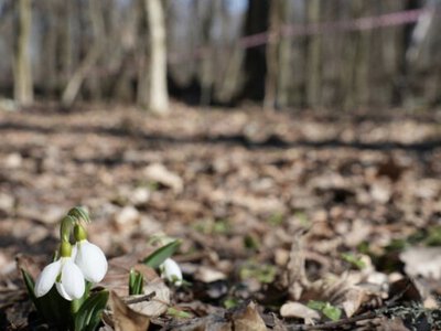 Шпаки прилетіли. У лісі цвітуть підсніжники
