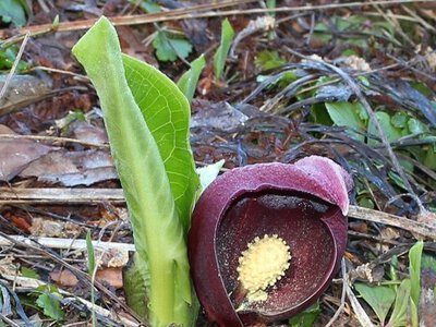 Природний обігрівач: незвичайна рослина, що вміє гріти сама себе в морози