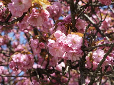 Мукачево вдягається в рожеве: у місті розквітли перші сакури в Україні (фото)