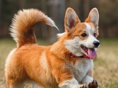 Мережі порадували корги, що грають у снігу (відео)