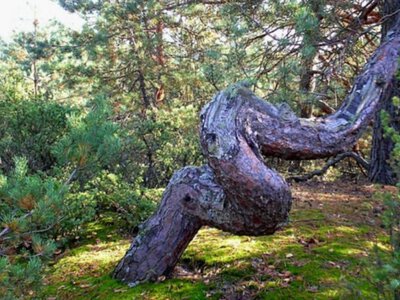 Таємниці крученого Кошарського лісу на Волині: вражаючі фото