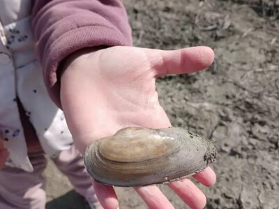 Дністер аномально змілів: річка стала вдвічі вужчою