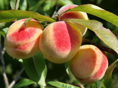 Персик витримав приморозки: що буде з врожаєм?