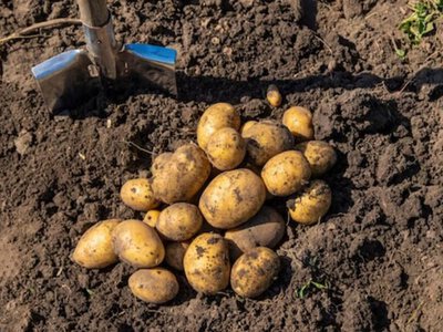 Коли найкраще садити картоплю навесні - Щоб отримати гарний врожай