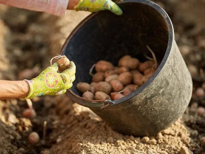 Експерт порадив, як боротися з ризоктоніозом на картоплі