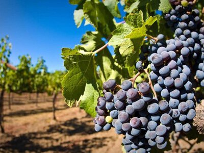 Що посадити біля винограду: список «друзів» та «ворогів» для дачників 