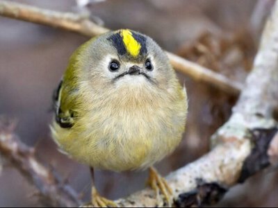 Як залучити золотомушку в сад для боротьби зі шкідниками