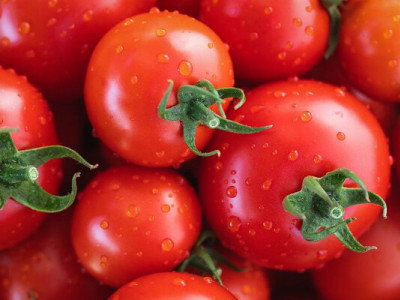 Україна втрачає виробництво томатів, але тепличний сегмент зростає