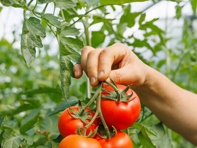 Зберете 6 кг із кожного куща. Назвали найурожайніший ранній сорт томатів