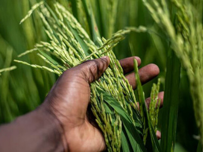 Китайські вчені виявили ген, що може зробити рис багаторічним і підвищити врожайність