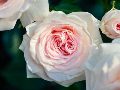 Чим обробляти троянди весною, щоб вони не хворіли: цей продукт точно є у вас вдома