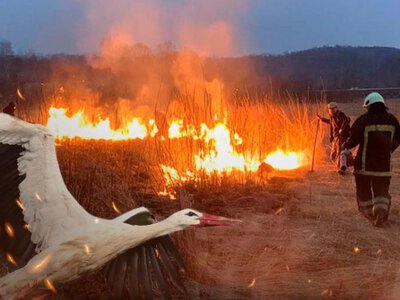 Українців попередили про наслідки спалювання сухої трави