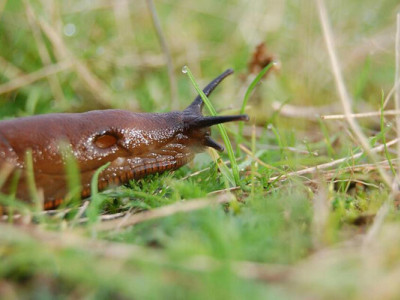 Як врятувати рослини весною від слимаків та равликів: натуральний засіб