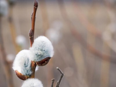 Таємниця Благовіщення. Чому його святкують строго 25 березня, і що сьогодні потрібно зробити обов'язково
