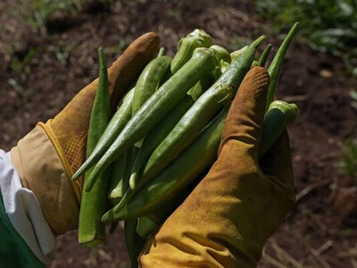 Від спаржі до винограду: що вигідно садити на піщаних землях Дніпропетровщини у 2026 році