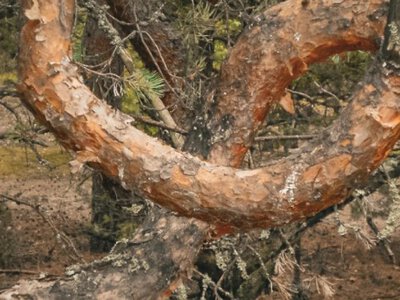 Таємниці крученого Кошарського: що варто подивитися на Волині