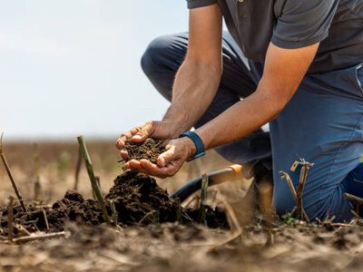 5 днів тиші від Трампа: як світова дипломатія впливає на гаманці українських фермерів