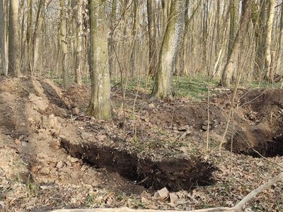 У лісі на Тернопільщині знайшли 5000-річну пшеницю