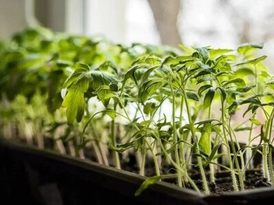 Секрети міцної розсади: 10 помилок, яких найчастіше припускаються новачки