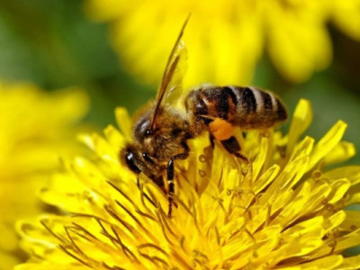 Аграріям нагадують: як обробляти поля, щоб не вбити бджіл