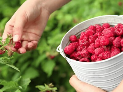 Втратите врожай: які рослини не можна садити біля малини