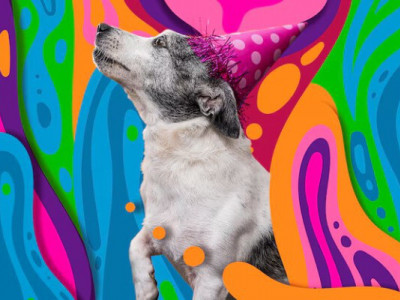 Собаки не бачать світ чорно-білим: вчені пояснили, які кольори розрізняють улюбленці