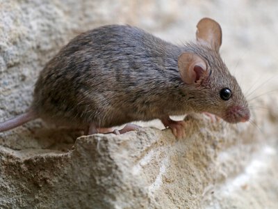 Клонування не безкінечне: вчені вперше підтвердили «храповик Мюллера»