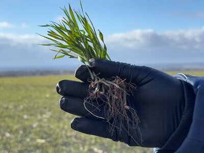 Весняний захист озимих: як зменшити стрес і зберегти врожайність
