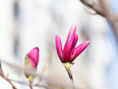 Україну очікує похолодання після березневого тепла - синоптик назвала терміни