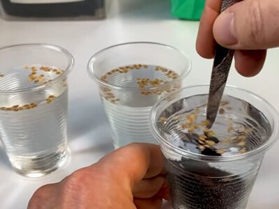 Щоб швидше зійшло та все проросло: простий спосіб підготовки насіння