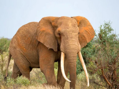 На відео потрапив індійський слон, який намагався зайти в автобус, що рухався.